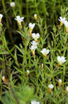 Branched hedgehyssop